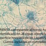 corresponde al hongo Aspergillus spp, identificado en 28 cepas obtenidas de la superficie hisopada de los Legajo/Libro Cuenta incluidos en el estudio.