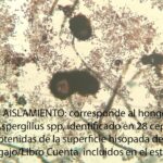 corresponde al hongo Aspergillus spp, identificado en 28 cepas obtenidas de la superficie hisopada de los Legajo/Libro Cuenta incluidos en el estudio.