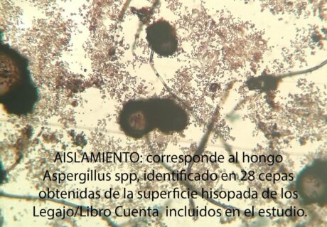 corresponde al hongo Aspergillus spp, identificado en 28 cepas obtenidas de la superficie hisopada de los Legajo/Libro Cuenta incluidos en el estudio.