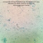 AISLAMIENTO, corresponde al hongo Penicillium spp, identificado en 9 cepas obtenidas del medio ambiente de la Sección documental Libros Cuentas.