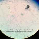 AISLAMIENTO, corresponde al hongo Aspergillus spp, identificado en 5 cepas obtenidas del medio ambiente de la Sección documental Libros Cuentas