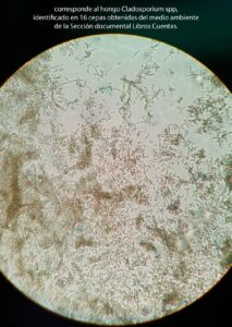 AISLAMIENTO, corresponde al hongo Cladosporium spp, identificado en 16 cepas obtenidas del medio ambiente de la Sección documental Libros Cuentas.