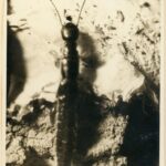 Anatomia e Histologia de Embolyntha batesi