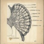 Anatomia e Histologia de Embolyntha batesi